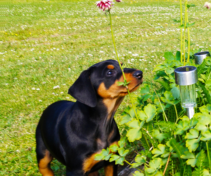 Pinscher * Xélanc Lovely Lady 7 veckor